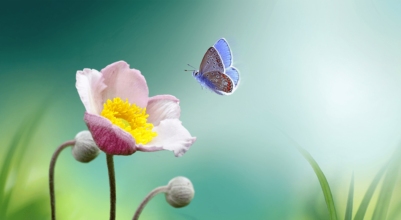 Pink flower with blue butterfly